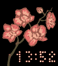 Phalaenopsis